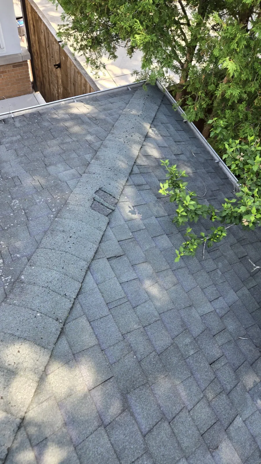 A close-up view of a gray asphalt architectural shingle roof with a nearby tree in Berkeley, IL